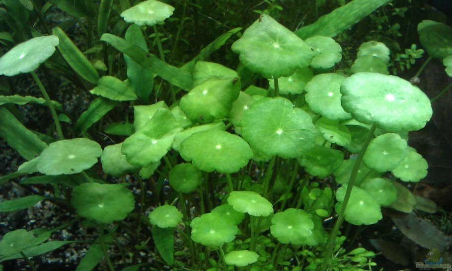 Hydrocotyle (центелла азиатская)