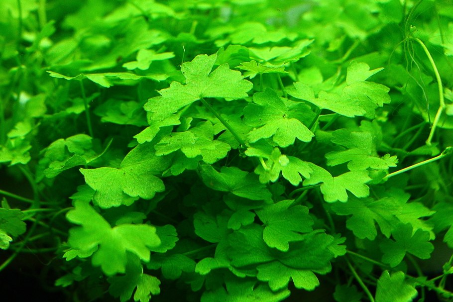 Щитолистник почвопокровный