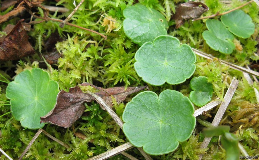 Гидрокотила сибторпиоидес