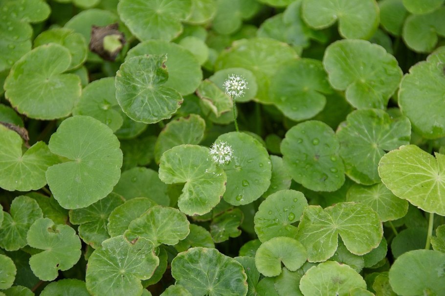 Гидрокотила трипартита Hydrocotyle