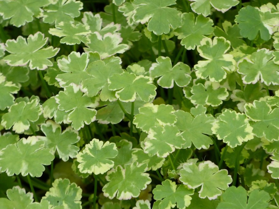 Hydrocotyle verticillata