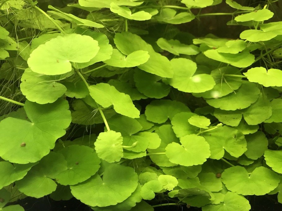 Гидрокотила белоголовая (Hydrocotyle leucocephala)