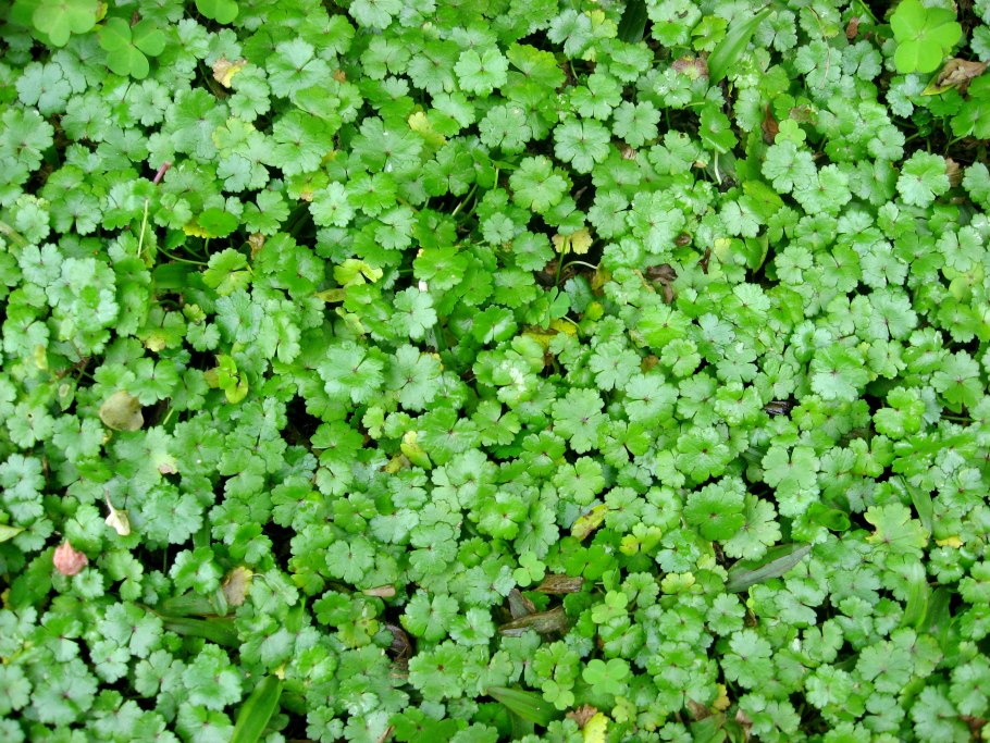 Щитолистник сибторпиоидес