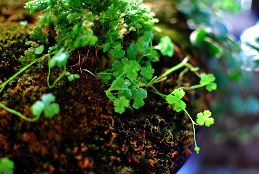 Гидрокотила трипартита аквариумное растение