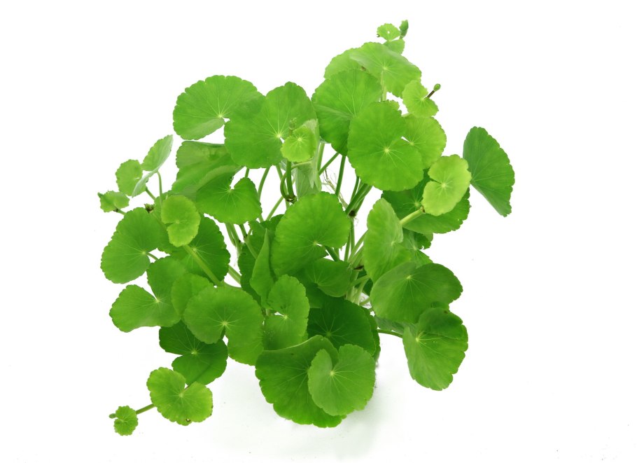 Гидрокотила мутовчатая