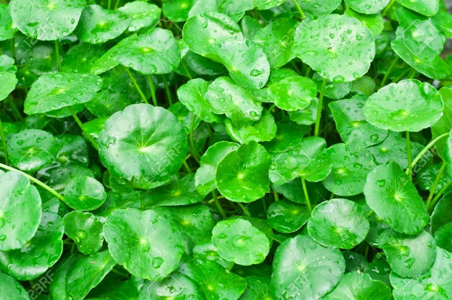 Щитолистник сибторпиоидес