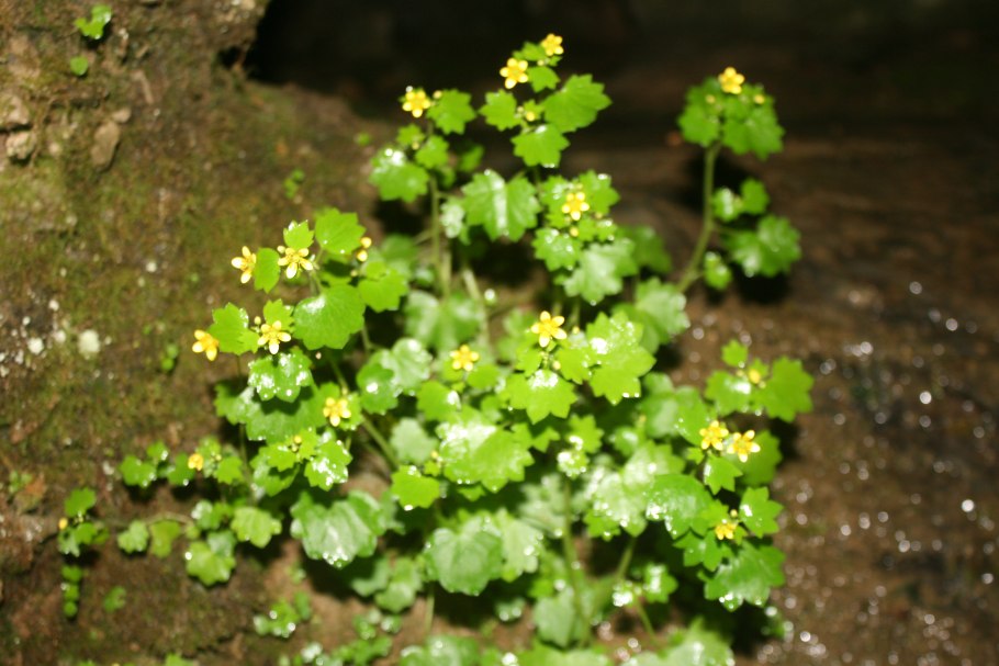 Гидрокотила сибторпиоидес