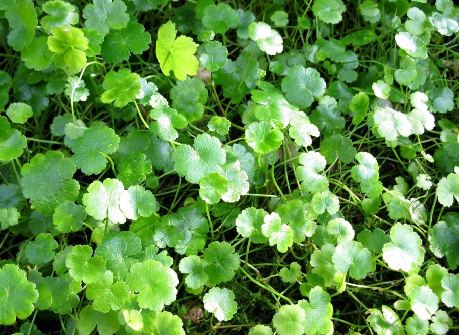 Щитолистник мутовчатый