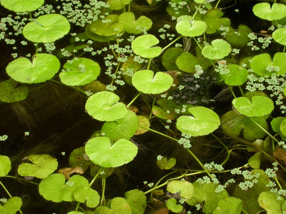 Гидрокотила белоголовая