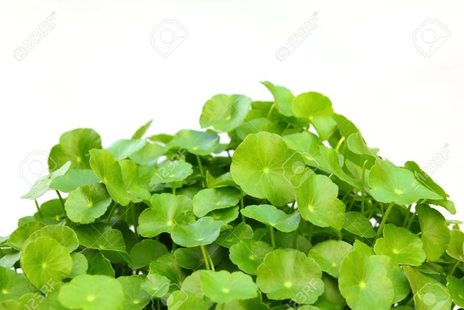 Щитолистник белоголовый (Hydrocotyle leucocephala)