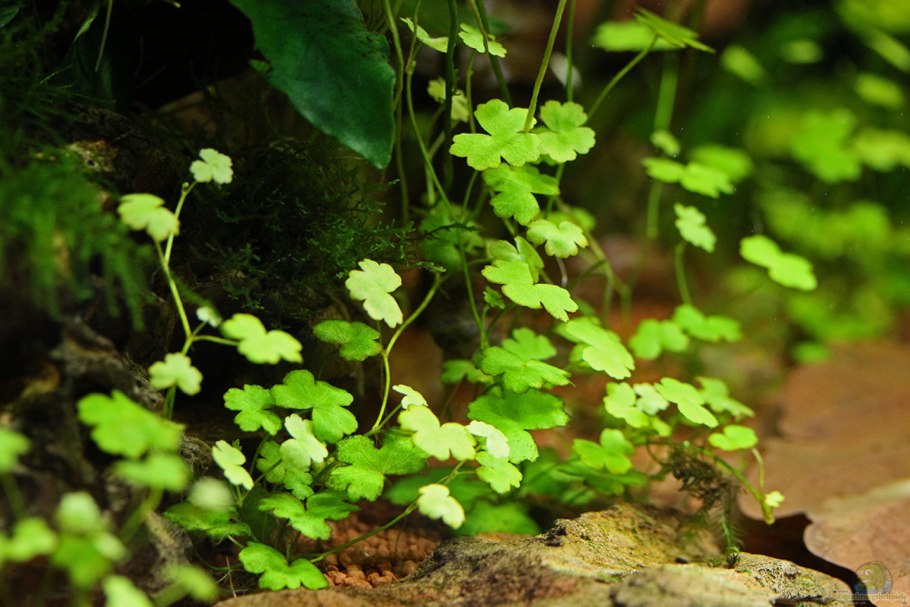 Гидрокотила вертициллата