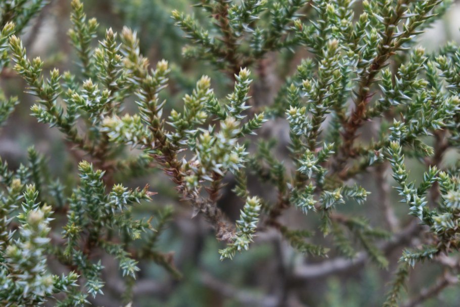 Можжевельник вонючий Juniperus foetidissima