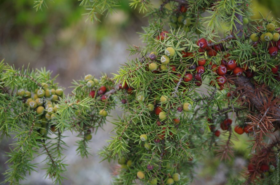 Можжевельник вонючий Juniperus foetidissima