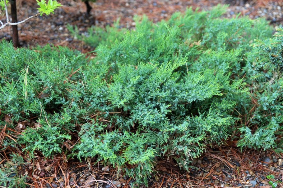 Juniperus communis l.