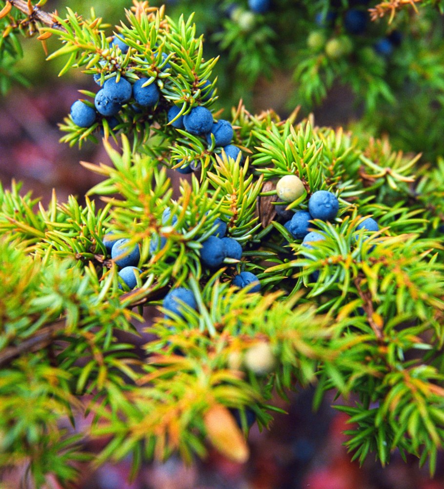 Можжевельник вонючий Juniperus foetidissima