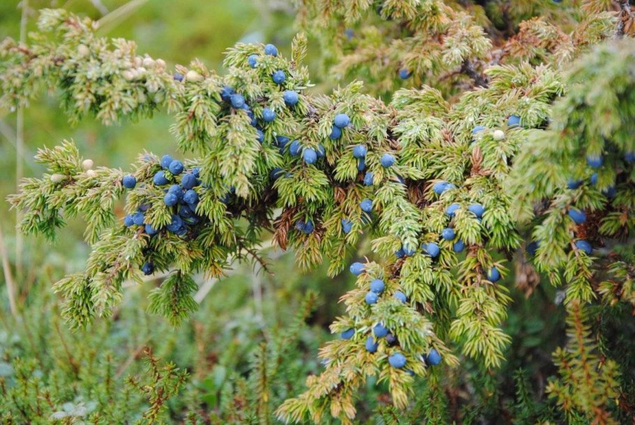 Можжевельник вонючий Juniperus foetidissima