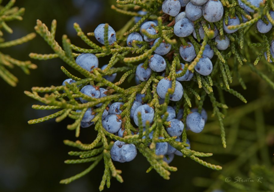 Juniperus foetidissima