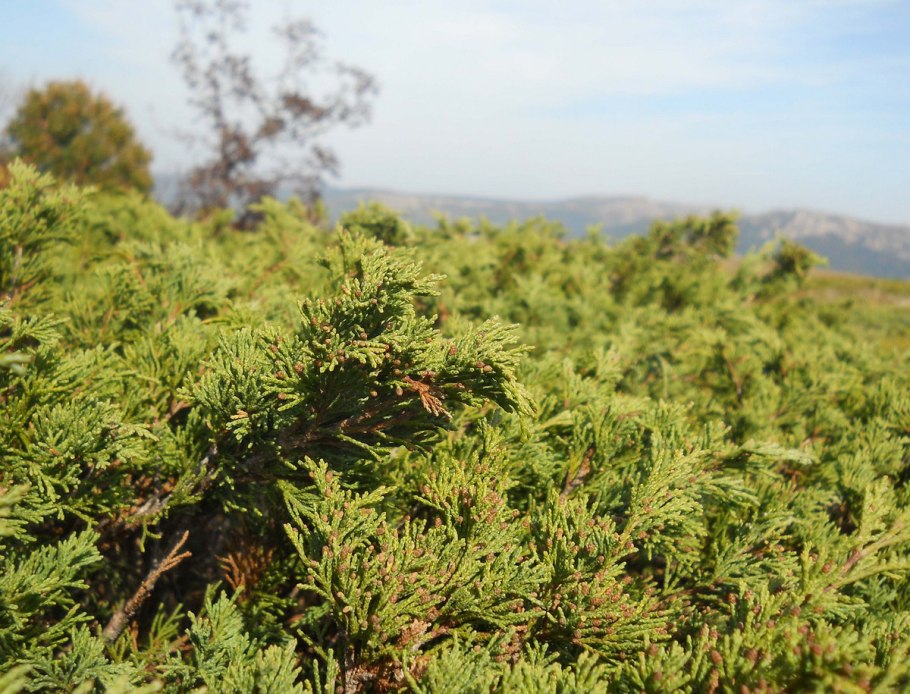 Можжевельник высокий Juniperus Excelsa