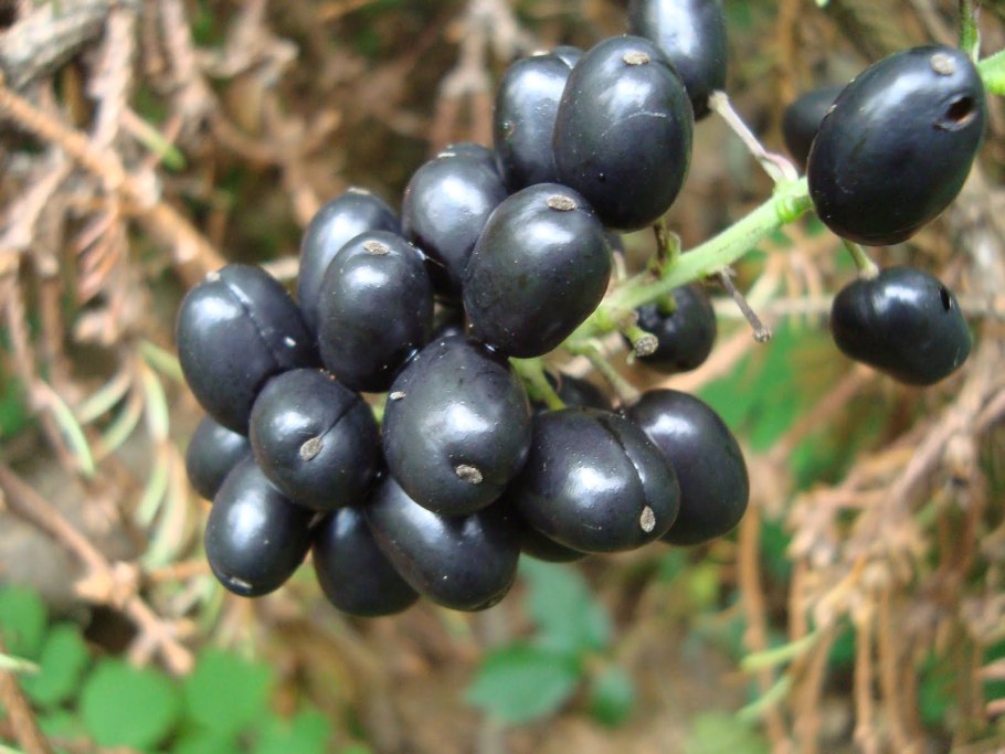 Солнечная ягода санберри