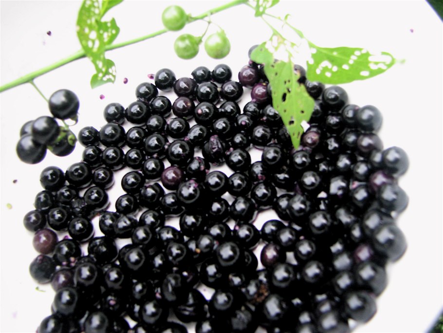 Паслен черный санберри