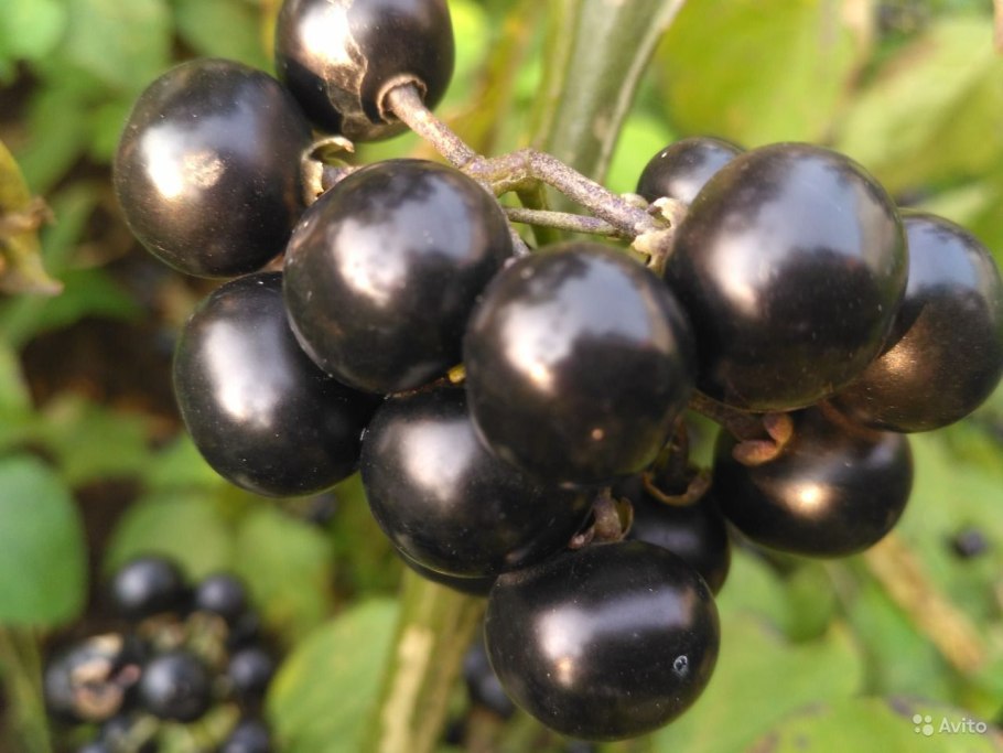 Паслен санберри варенье