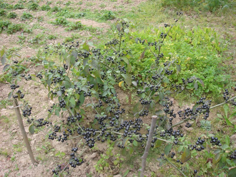 Nightshade паслен