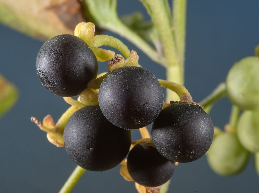 Паслен черный