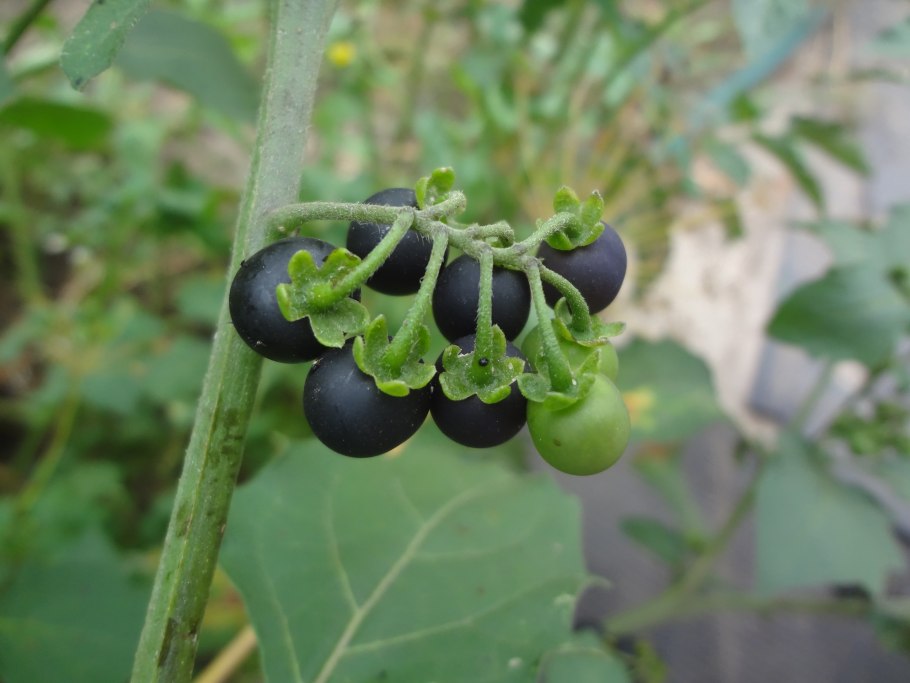 Паслён чёрный plantarium