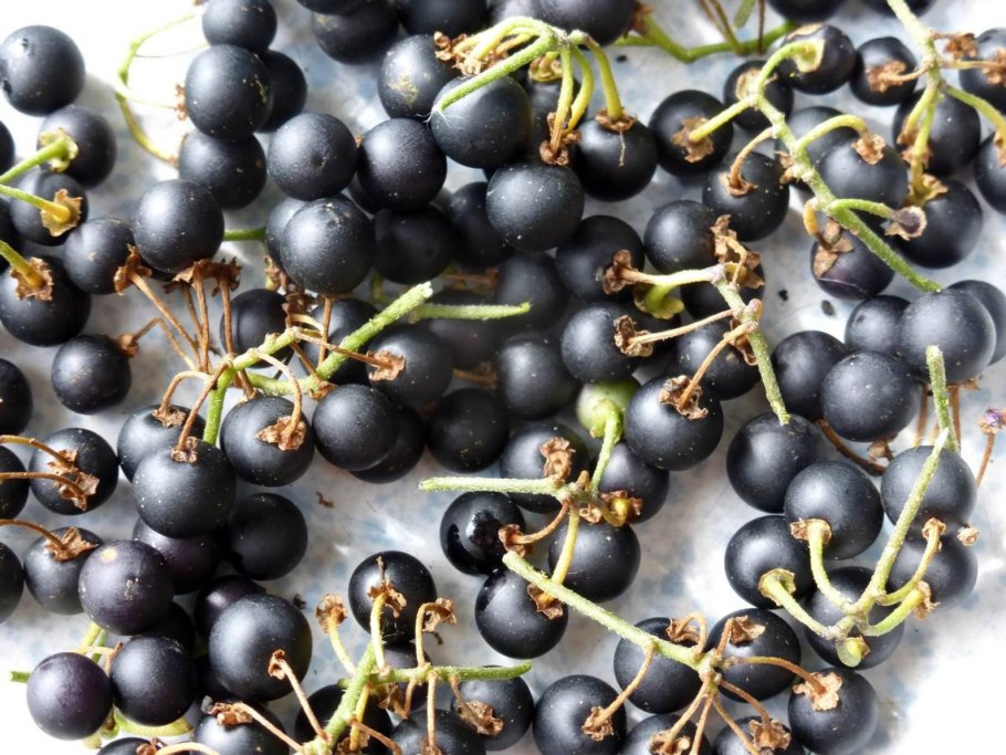 Черная смородина сорта