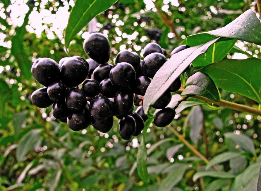 Ягода санберри