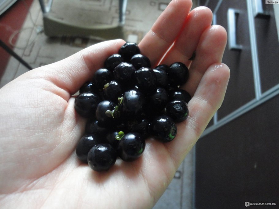 Смородина черная