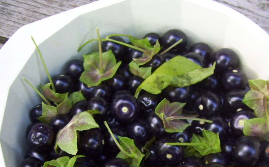 Паслён чёрный