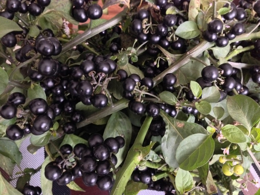 Паслен санберри