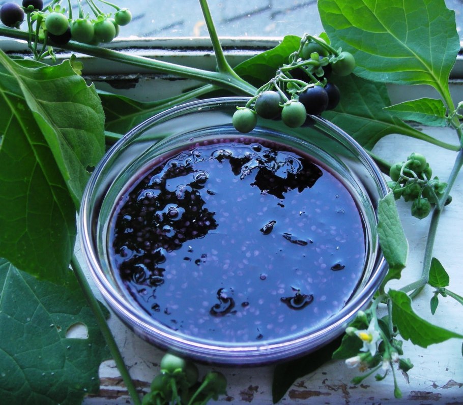 Санберри ягода