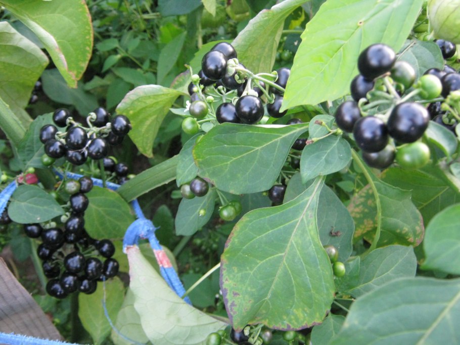 Черника форте санберри