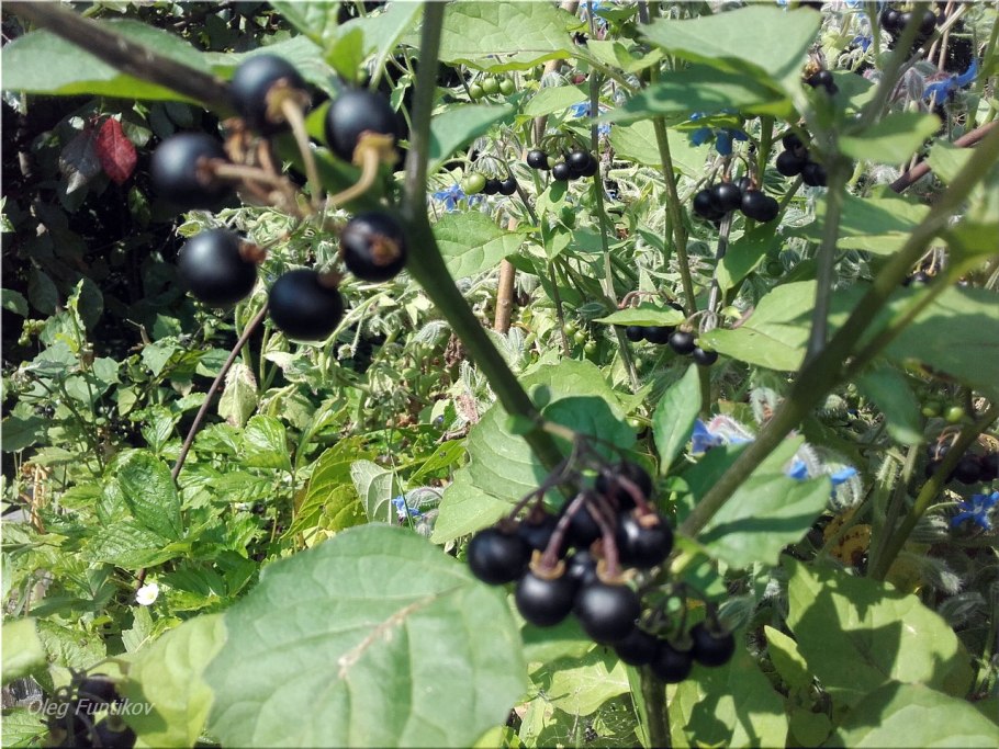 Ягода паслен