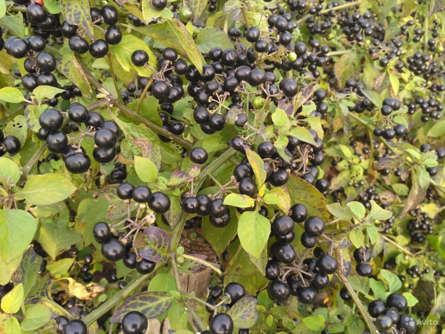 Черника-форте растение санберри