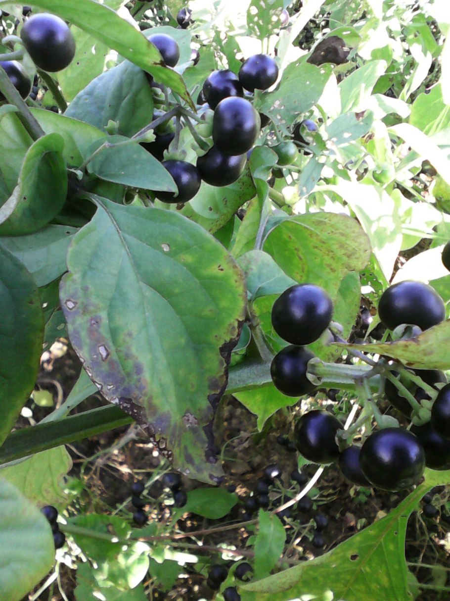 Паслен ягода санберри