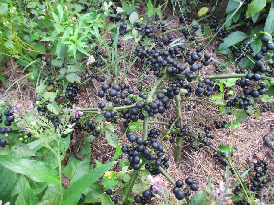 Паслен черный (Solanum nigrum)