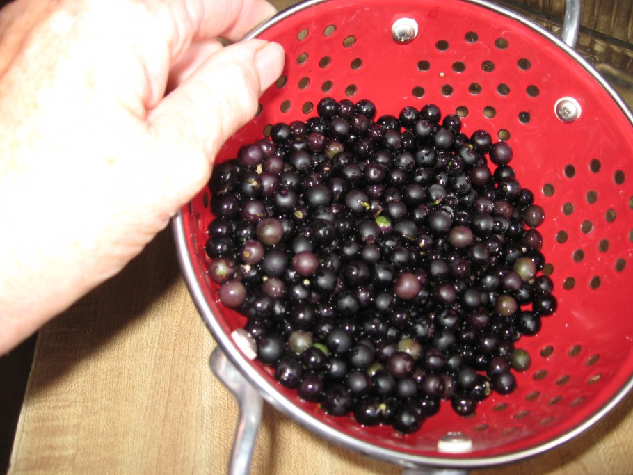 Ягода санберри