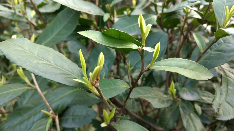 Чайный побег