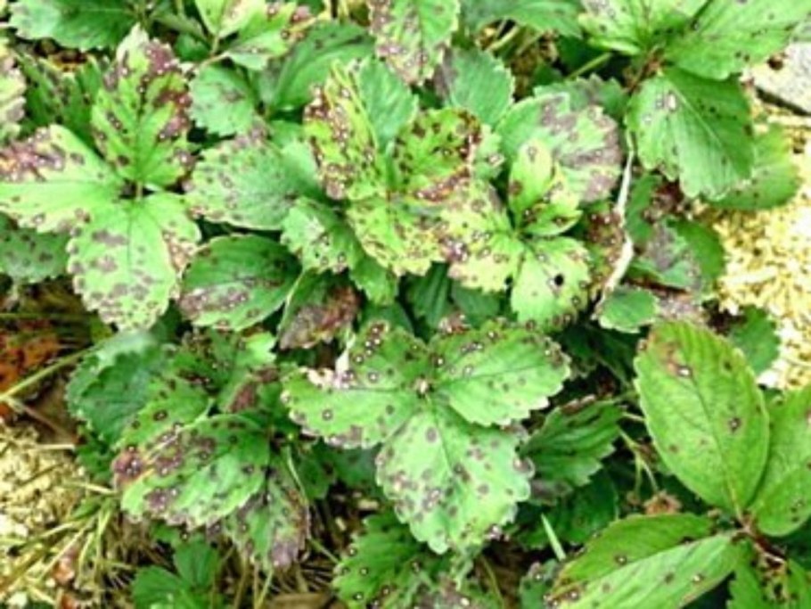 Антракноз смородины тля