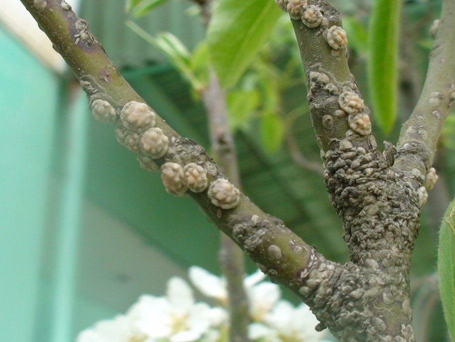 Самшитовый войлочник