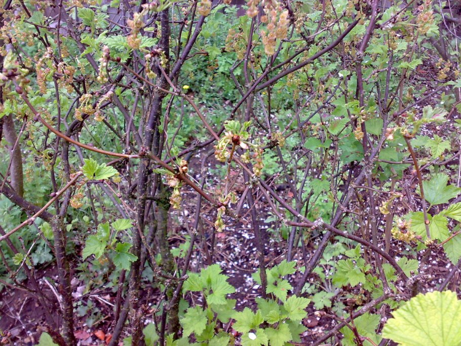 Куст смородины пораженный стеклянница
