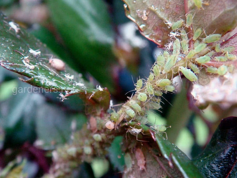 Цитоспоровый некроз тополя