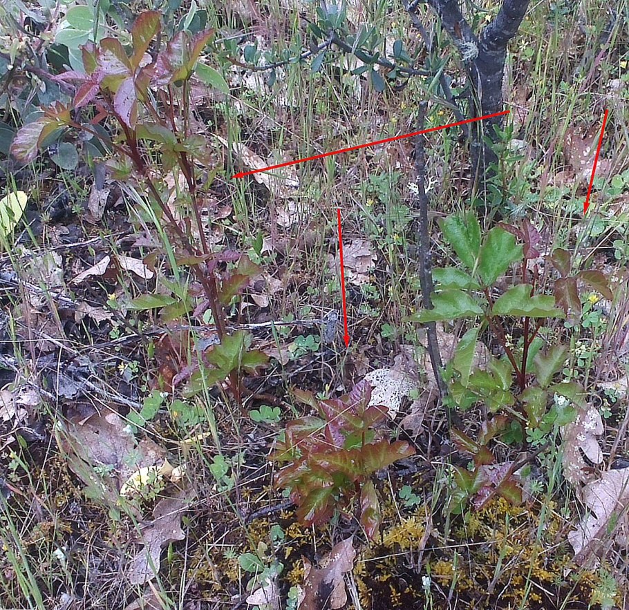 Забайкальская роза болезнь