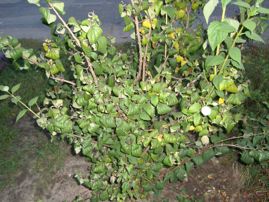 Розмарин ложномучнистая роса