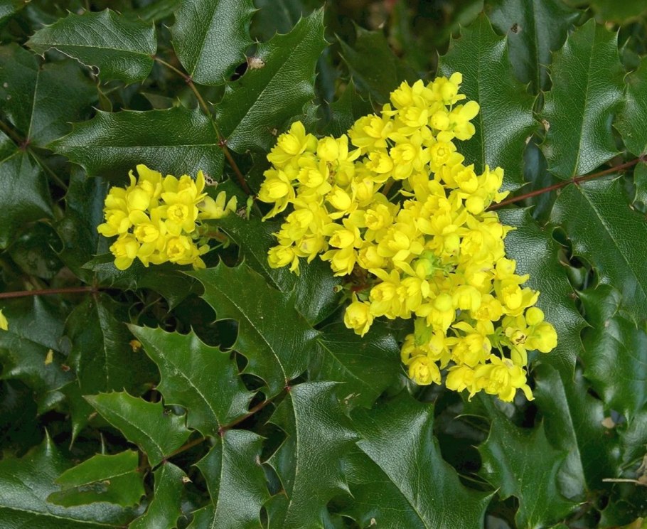 Тля на смородине