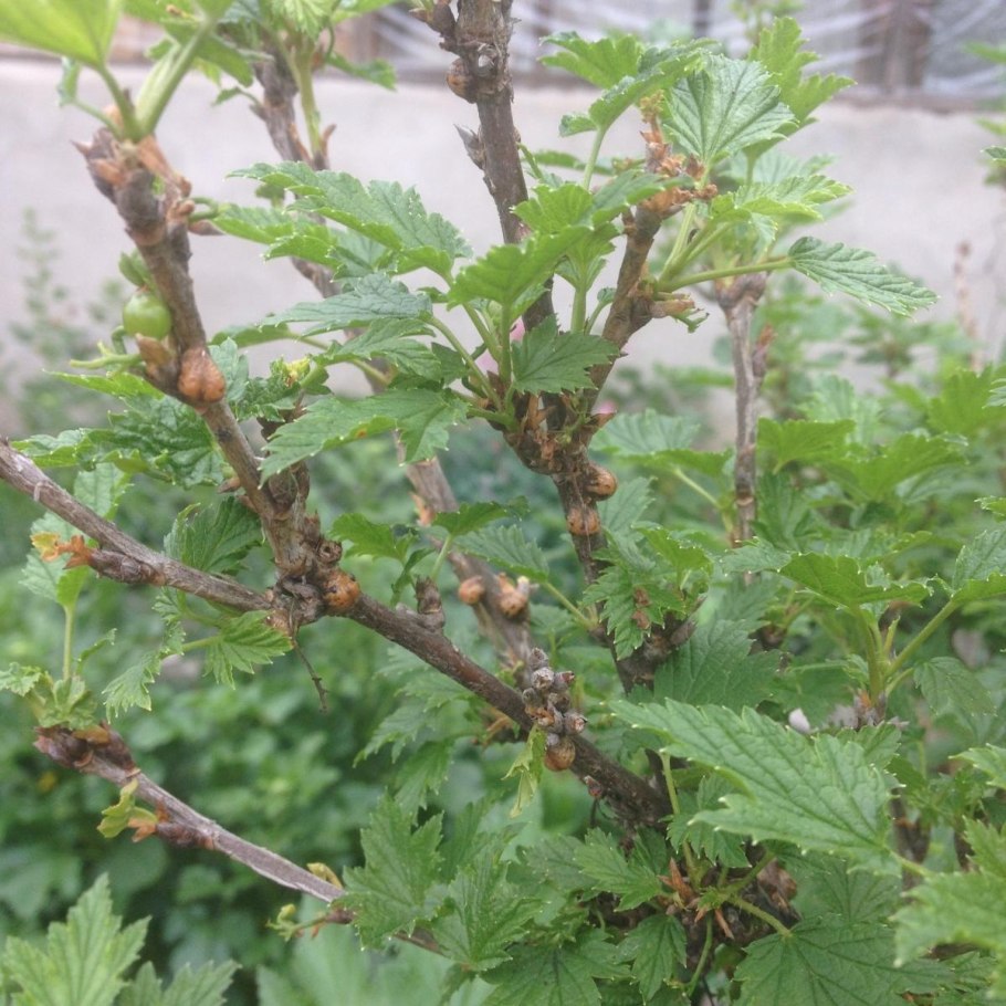 Фитофтороз смородины