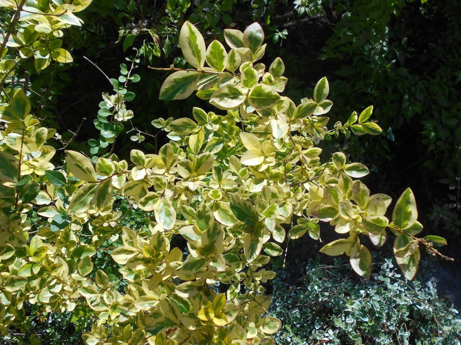 Снимки фитофторы на помидорах